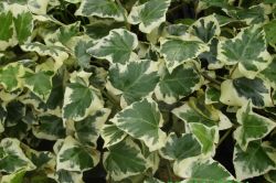 Hedera Algeriensis
